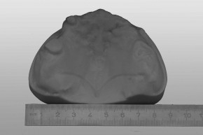 Study-Model upper jaw Z7 grey